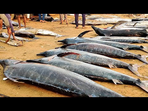 Amazing Fastest Giant Tuna Fishing Skill - Amazing Big Catching on the Sea @FISH_TV