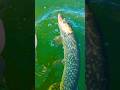 Video Thumbnail for Bye-bye ✌️✌️ #shorts #catchandrelease #fishing
