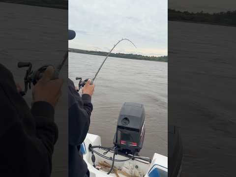 Lindo doradito en Concordia (Entre Rios)