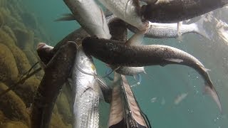 Подводная рыбалка у берега моря