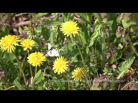 春の庭のチョウ　Butterflies in my garden May.03