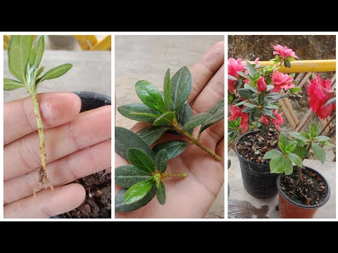 How to grow Azalea ,Grow azalea cuttings faster using this techniques and get 100% Success