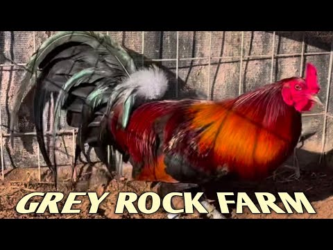 Sweater Hatch Grey - GREY ROCK FARM