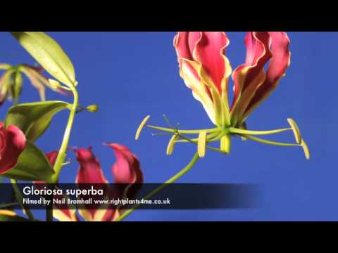 Gloriosa superba flower opening time lapse