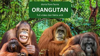 Download lagu Full Video Kehidupan Orangutan Beserta Fakta Unik dan Menarik dari Orang Utan. mp3 Download lagu Full Video Kehidupan Orangutan Beserta Fakta Unik dan Menarik dari Orang Utan. mp3