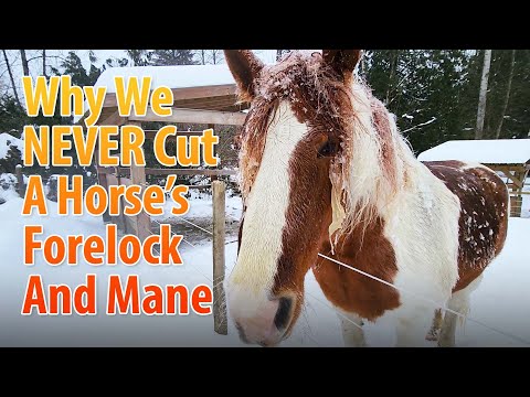 Why We Should NEVER Cut A Horses Mane And Forelock