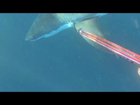 Brave Diver Fends Off Great White Shark