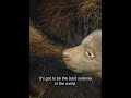 Meet Baby Bears Black Bear Mom Gives Birth During Hibernation A Short Video Documentary