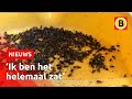 Miljoenen vliegen teisteren huis Mariahout | Omroep Brabant
