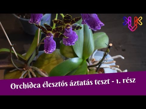 , title : 'Orchidea élesztős áztatás teszt (1. rész) | A titkos recept, állítólagos hatások és az első áztatás'