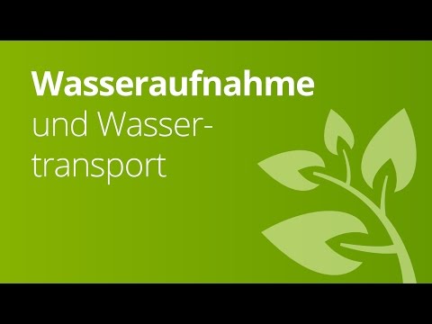 Die Wasseraufnahme und der Wassertransport | Biologie | Stoffwechselbiologie