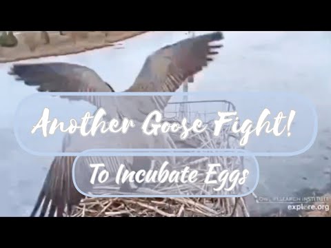 Canada Goose & Osprey Nest ▪︎ Intruder Female & Fight! • 2023 ▪︎ Explore.org