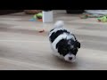 Havanese dogs for sale: Bubbles - Video 1