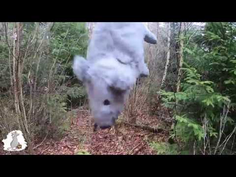 Geocaching med VänerCachers - Jetteråttan på äventyr nr 97