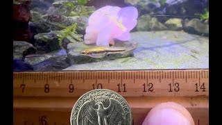 The Smallest Aquarium Fish