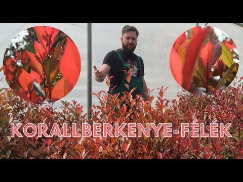 Korallberkenye: fajtái, nevelése, ültetése, gondozása, metszése és minden amit tudni érdemes