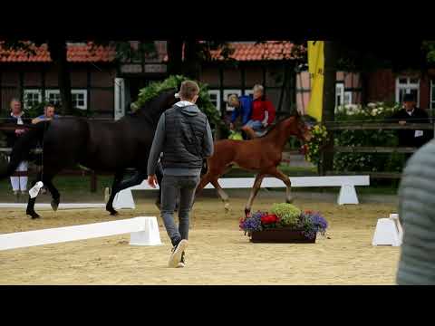 -Endring-26. Stute, geb. 29.04.2022 – BV: Franco Nero M: Dauphin – Weltruhm