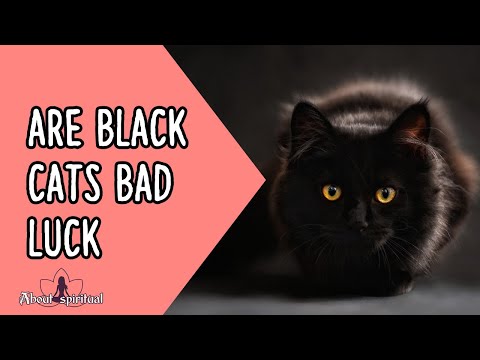 Are Black Cats Bad Luck