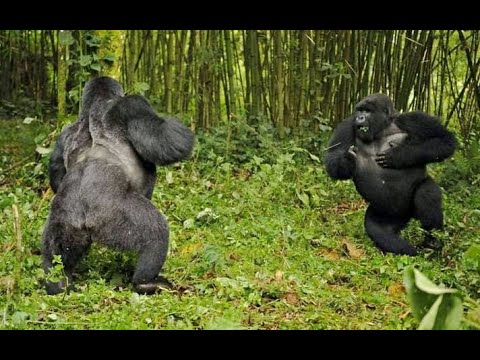 VISIT GORILLAS