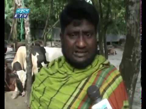 কোরবানীর পশু ফিরিয়ে নিতে বাধ্য হয়েছেন বিক্রেতারা