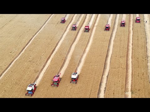 Temporada de colheita: Agricultores colhem trigo no início da temporada de colheita de verão na China