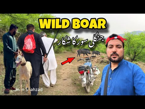Pig hunting with dogs in Pakistan 🐗| Wild boar hunting | Pig Hunting | Adnan Shahzad