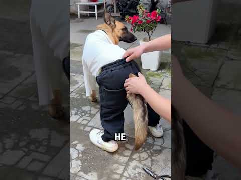 Dog Can Move Comfortably Now