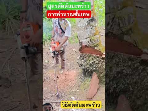 ตัดต้นมะพร้าวสูงเสียดฟ้า! เสียวทุกวินาที 🌴 #farming #xcavator #shorts