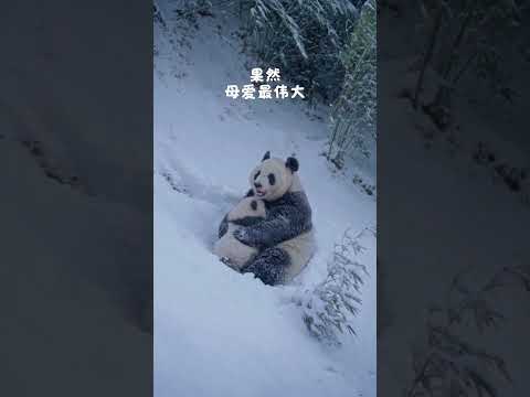 野生大熊猫 #母爱