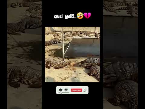 Funny videos 😂 #funny #memes #react #trynottolaugh