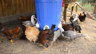 The EASIEST WAY to Feed Chickens and Ducks!