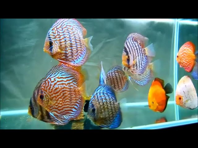 [90cm Tank]　ディスカス水槽　Discus aquarium