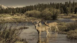 Brian Wilson - Rio Grande