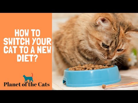 How to Switch your Cat to a New Diet?