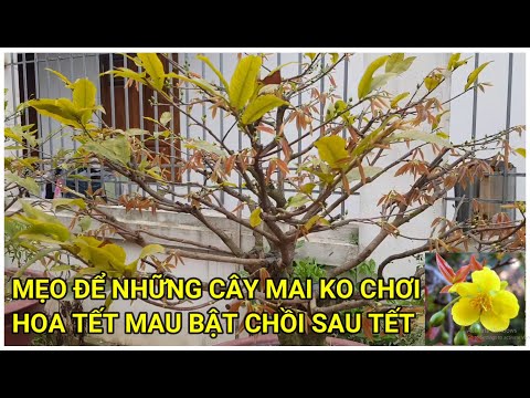 🔴 QBS22141 - NHỮNG CÂY MAI KHÔNG CHƠI HOA TẾT NÊN LÀM GÌ ĐỂ NHANH BẬT MẦM ĐẦU NĂM || HOA MAI VÀNG
