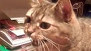 Animals of YouTube sing &quot;Deck the Halls&quot;