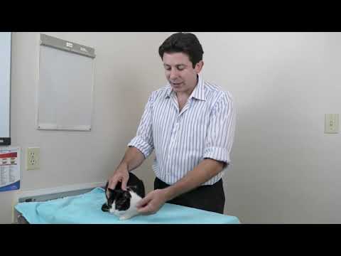 How to Pickup a Cat like a pro and make Cat feel comfortable ❤️❤️❤️😎😎