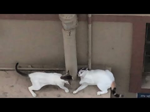 কী ঝগড়াটে রে বাবা ! Stray cats fight