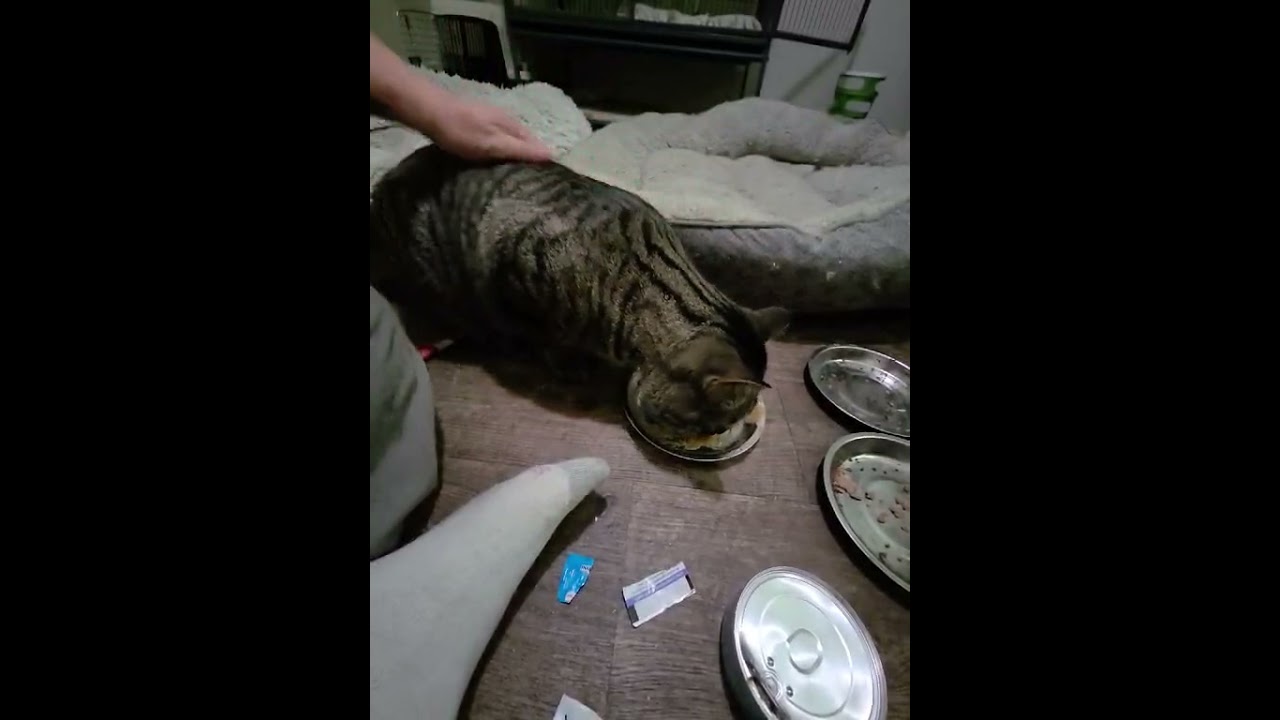 Enlarge Tyson, a ADOPTABLE Domestic Short Hair in Spencerville, ON video 2/5