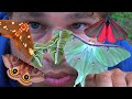 My Pets Butterflies And Moths Compilation Bart Coppens Amazing Insects