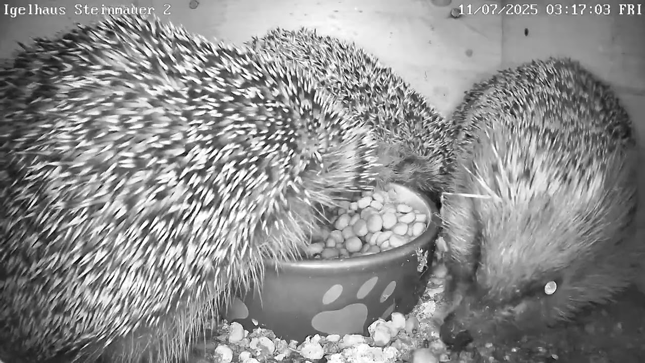 Full House mit zickigen Igeln | 11.07.2025