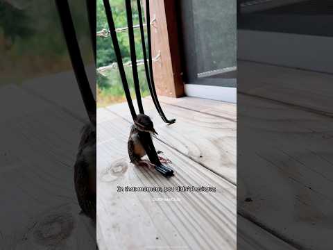 When I helped this bird #bird #kindness #animalrescue #wholesome #heartwarming