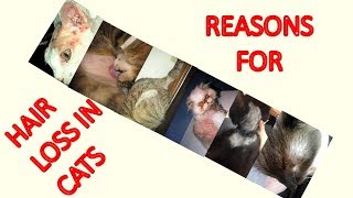 6 Reasons for Hair Loss in Cats !!