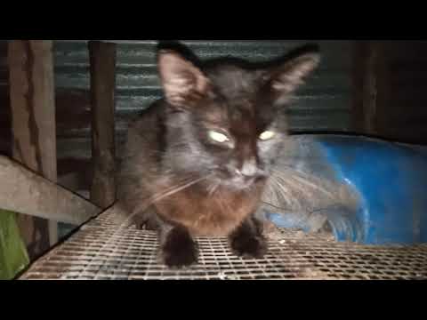 , title : 'Latih kucing saya memburu tikus dalam reban ayam kampung saya. 21 Mei 2021 Malam Jumaat'