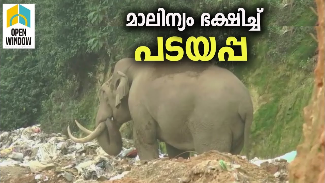 മൂന്നാർ ടൗണിൽ സ്ഥിരമായെത്തുന്ന കാട്ടാനയായ പടയപ്പ,തീറ്റ തേടുന്നത് പഞ്ചായത്തിന്റെ മാലിന്യ പ്ലാന്റില്‍ നിന്ന്