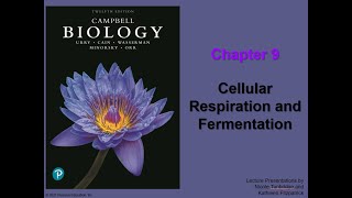 Chapter 9: Cellular Respiration and Fermentation