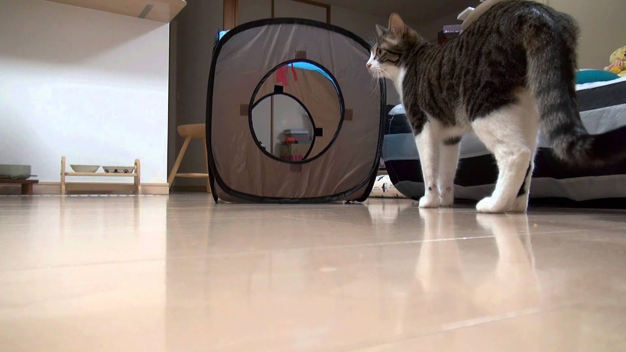 アミのお気に入り。