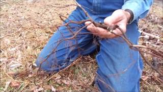 How to propagate and plant muscadine grapes on the Homestead