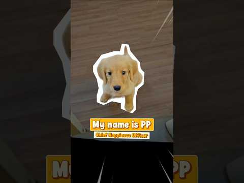 🐶 Say hello to PP, the newest member of our IU & ICL family! ✨