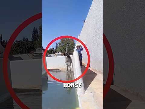 Horse’s First Pool Dive! 🐎💦